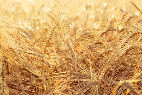 ears of yellow wheat field