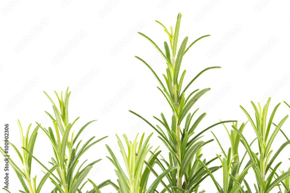 Branches of rosemary on a white background Branches of rosemary on a white background