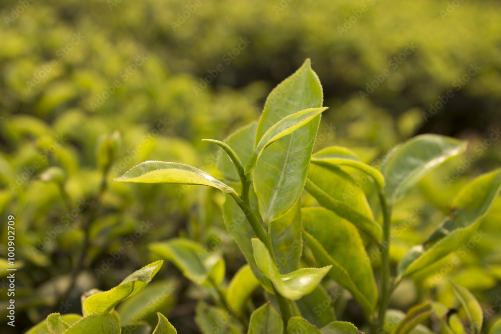 Obraz premium Tea Leaf