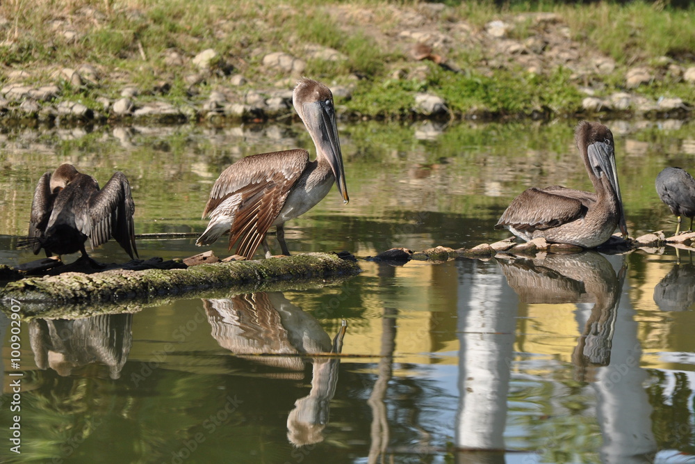 Obraz premium The Waterfowl