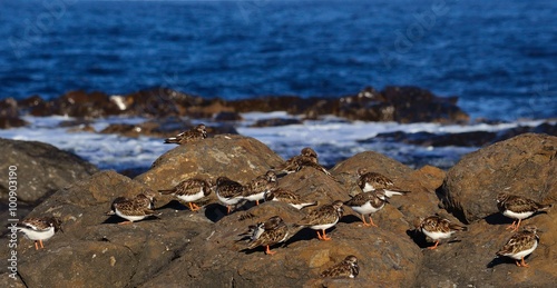 Flock of small turnstone birds on the rocky shore