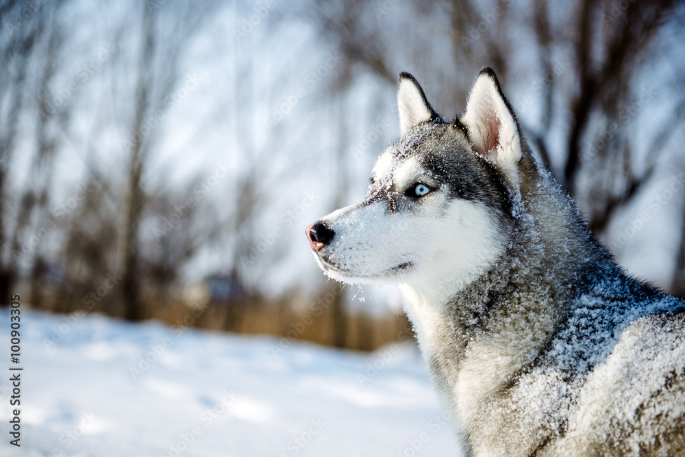 Portrait of Siberian Husky in profile