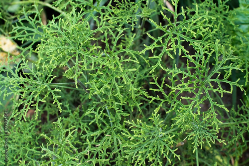 Pelargonium radens leaves