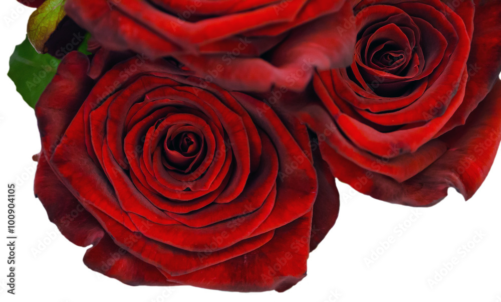 Obraz na plátně perfect red rose