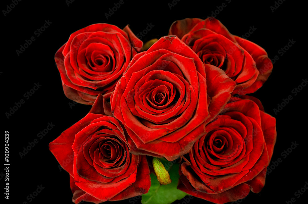 Beautiful red roses on black background