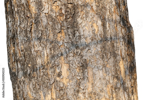 Fototapeta Naklejka Na Ścianę i Meble -  tree trunk isolated on white background, wood pine