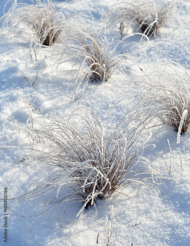 Fototapeta premium Zimowy ogród 