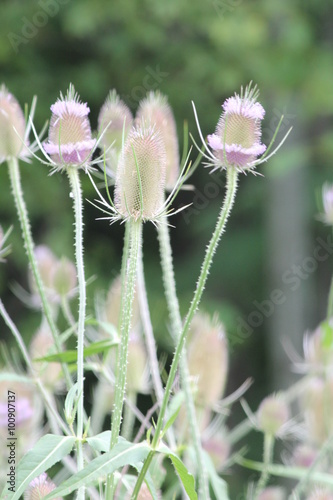 (Dipsacus fullonum) The members of this genus are known as teasel or teazel or teazle. Ring of purple pollen anthers growing around the middle of the head.