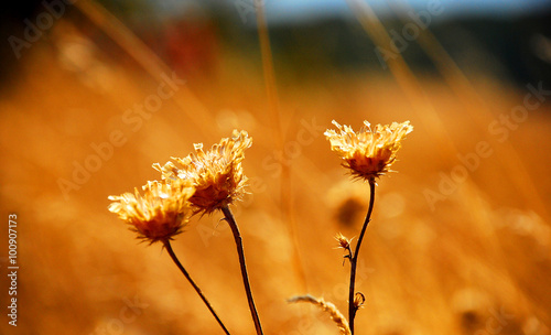 dried flowers in the field