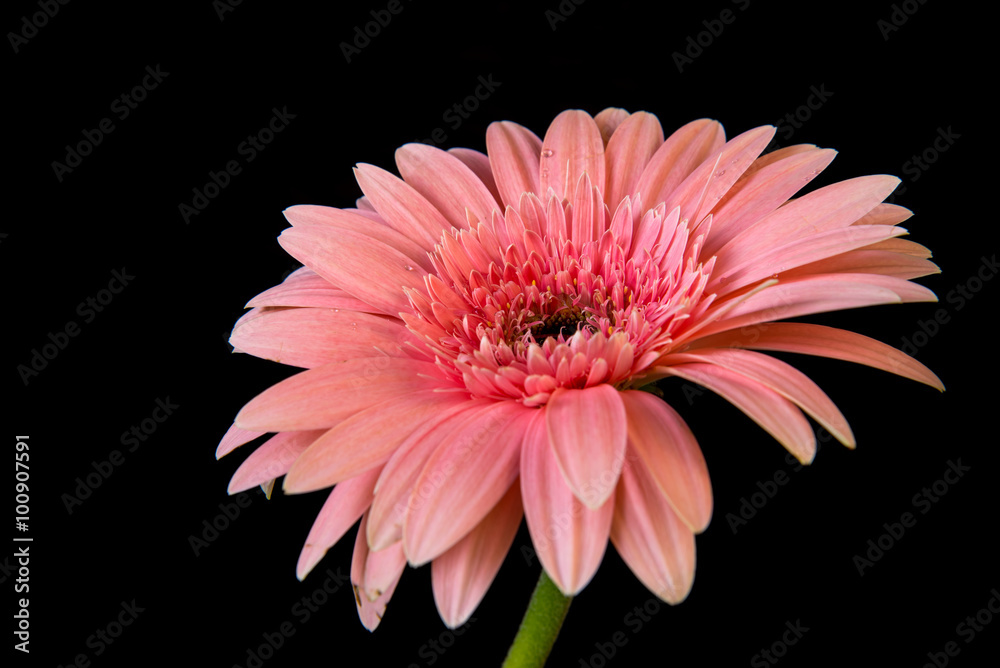 pink gerbera flower on black background