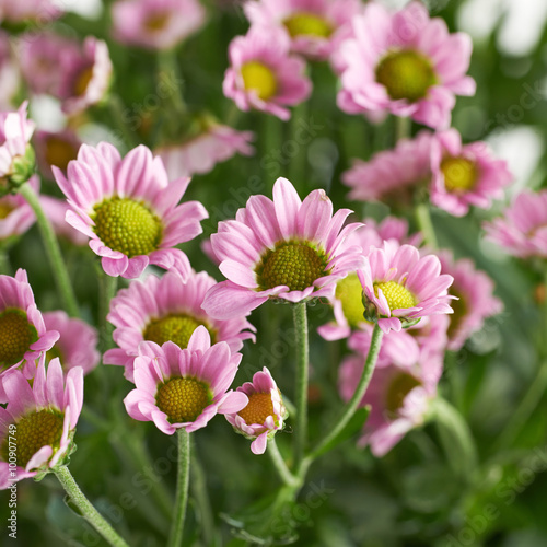 Multiple pink chrysanthemum flowers