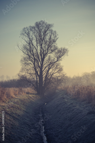 Autumn meadow with bare november tree, vintage photo
