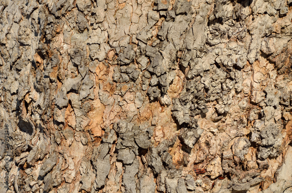 Brown Rough Bark