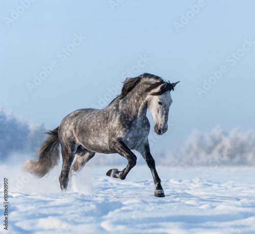 Grey Spanish horse gallops on snowfield
