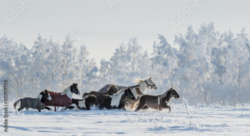 Φωτογραφία Herd of ponies and miniature horses on snowfield