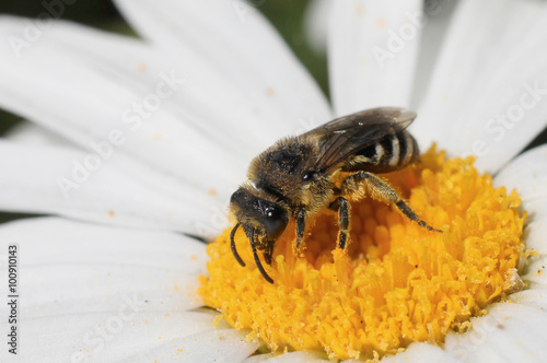 Solitary Bee on a Daisy