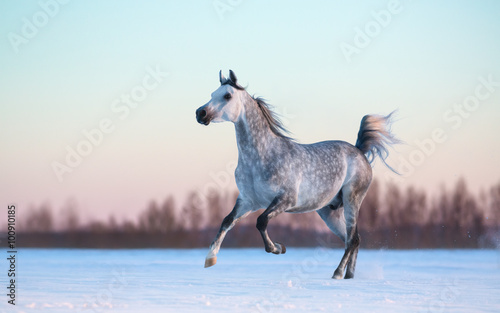 Grey Arabian stallion on winter snowfield at sunset