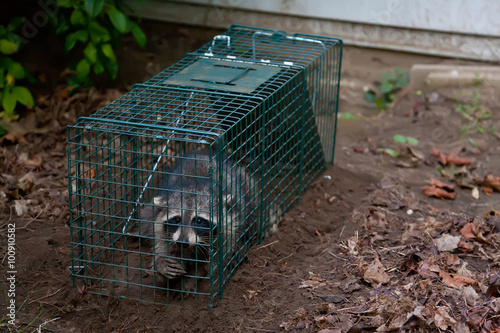 Trapped Raccoon photo