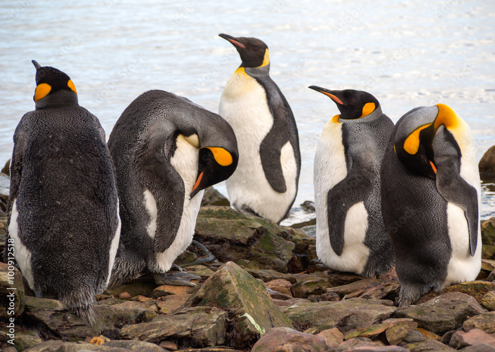 Fototapeta premium King penguins in South Georgia Antarctica