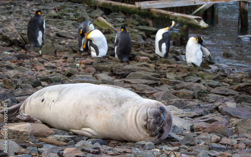 Southern elephant seal and king penguins in South Georgia Antarctica photo