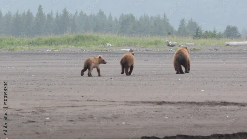 Grizzly Bear Family Stroll - A grizzly bear sow and her two yearling cubs stroll away in search of better feeding grounds, but not without a stylish jump step. Lake Clark National park, Alaska. Grizzly Bear Family Stroll - A grizzly bear sow and her two yearling cubs stroll away in search of better feeding grounds, but not without a stylish jump step. Lake Clark National park, Alaska.