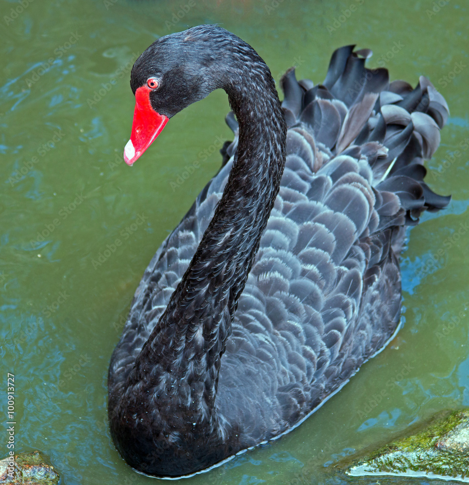 Naklejka premium Black Swan Swimming in Adelaide South Australia
