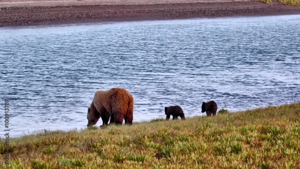 Spring Cub Family Drink - A grizzly bear sow (brown bear) leads her two spring cubs to a stream to drink water. Lake Clark National Park, Alaska. Spring Cub Family Drink - A grizzly bear sow (brown bear) leads her two spring cubs to a stream to drink water. Lake Clark National Park, Alaska.