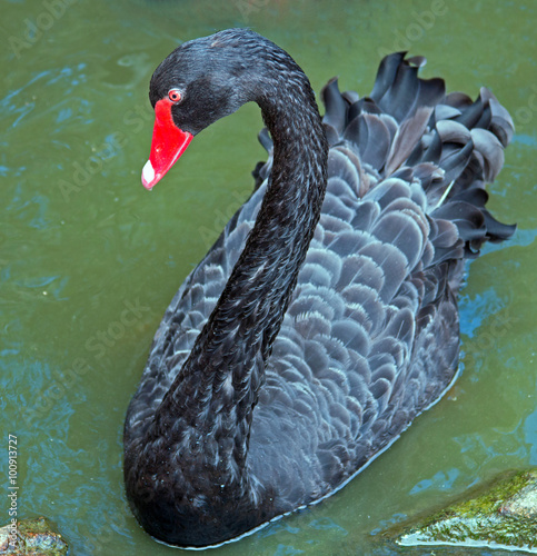 Black Swan Swimming in Adelaide South Australia