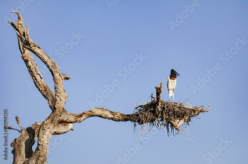 Jabiru stork in a nest on the top of a dead standing tree