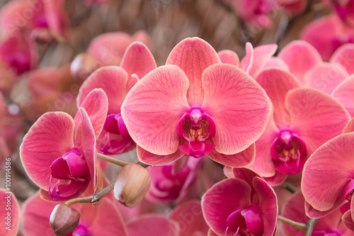 Closeup of  orchid phalaenopsis. Bouquet of flowers orchids © praisaeng