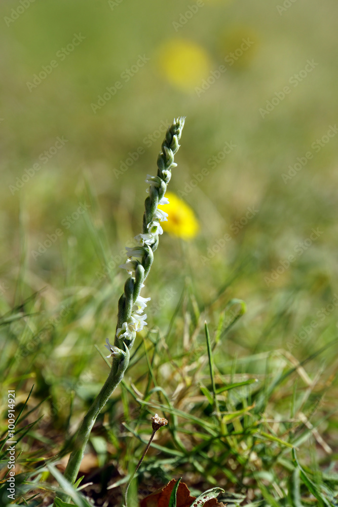 Sommer-Drehwurz (Spiranthes aestivalis) auf der Stadtmauer