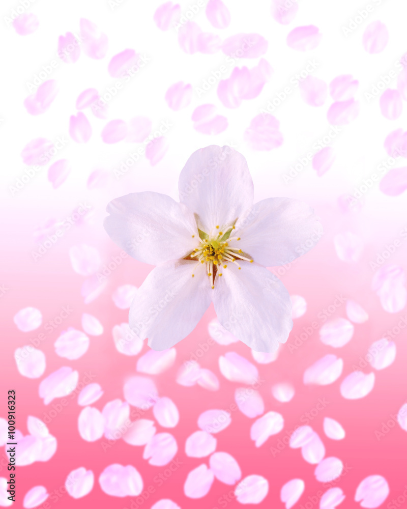 桜のイメージ