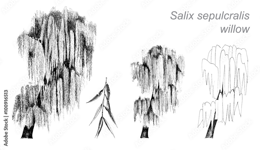 vector drawing of willow (Salix sepulcralis)