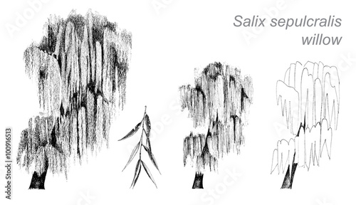 vector drawing of willow  Salix sepulcralis 
