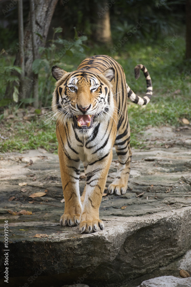 Obraz premium Bengal Tiger walking