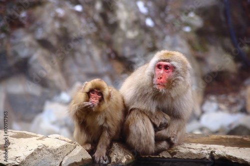 猿の親子 © masahirosuzuki