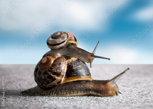 Konstfotografi Small snail getting piggy back from larger snail