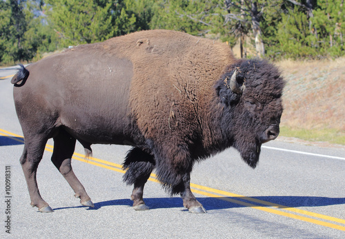Bison Crossing Road Male bison crosses the highway in the Madison area of Yellowstone National Park.