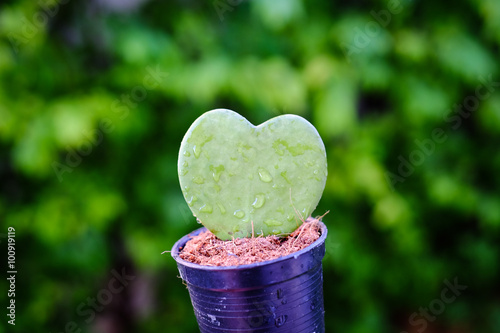 Hoya Kerrii, the thick leaves of heart-shaped / Hoya Kerrii, the thick leaves of heart-shaped native in south-east asia. A gift for symbol of love