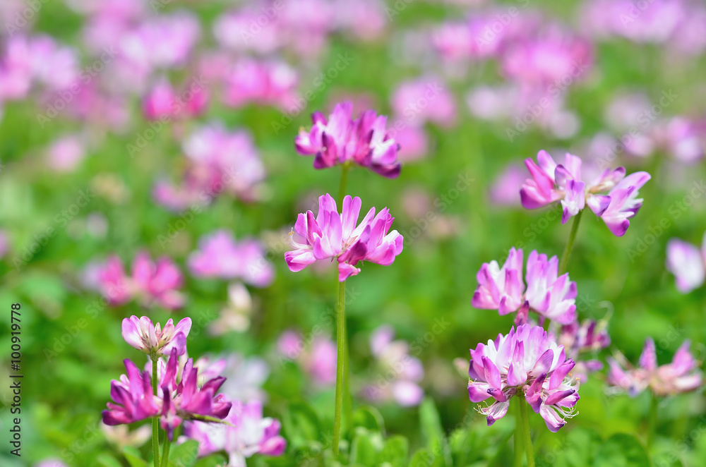 レンゲ 春 花, vetch flowers in farm, spring in Japan. レンゲ 春 花, vetch flowers in farm, spring in Japan.