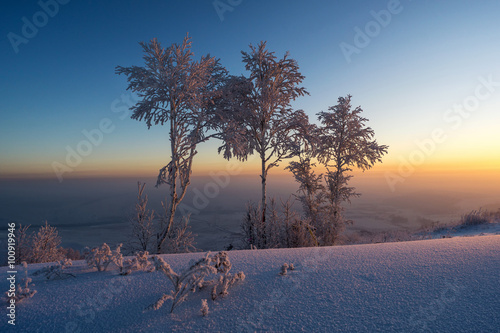 Trees in the snow at sunrise
