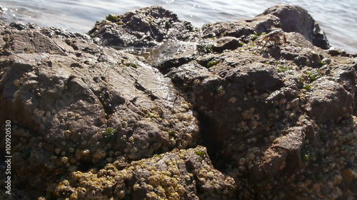 A Small Crab Crawling the Stones near the Sea photo