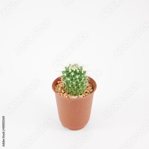 The little green cactus in small brown plant pot for home decoration.