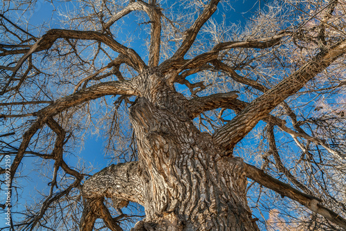 Giant cottonwood tree in winter photo