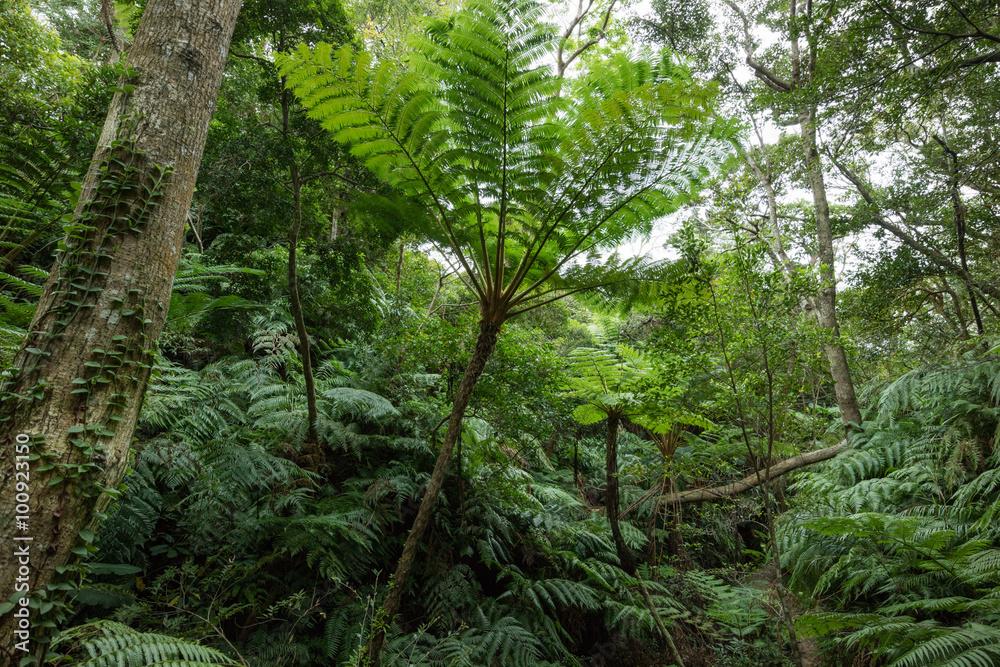 Fototapeta Jungle with tropical tree ferns, Okinawa, Japan