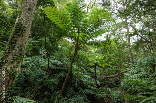 Jungle with tropical tree ferns  Okinawa  Japan