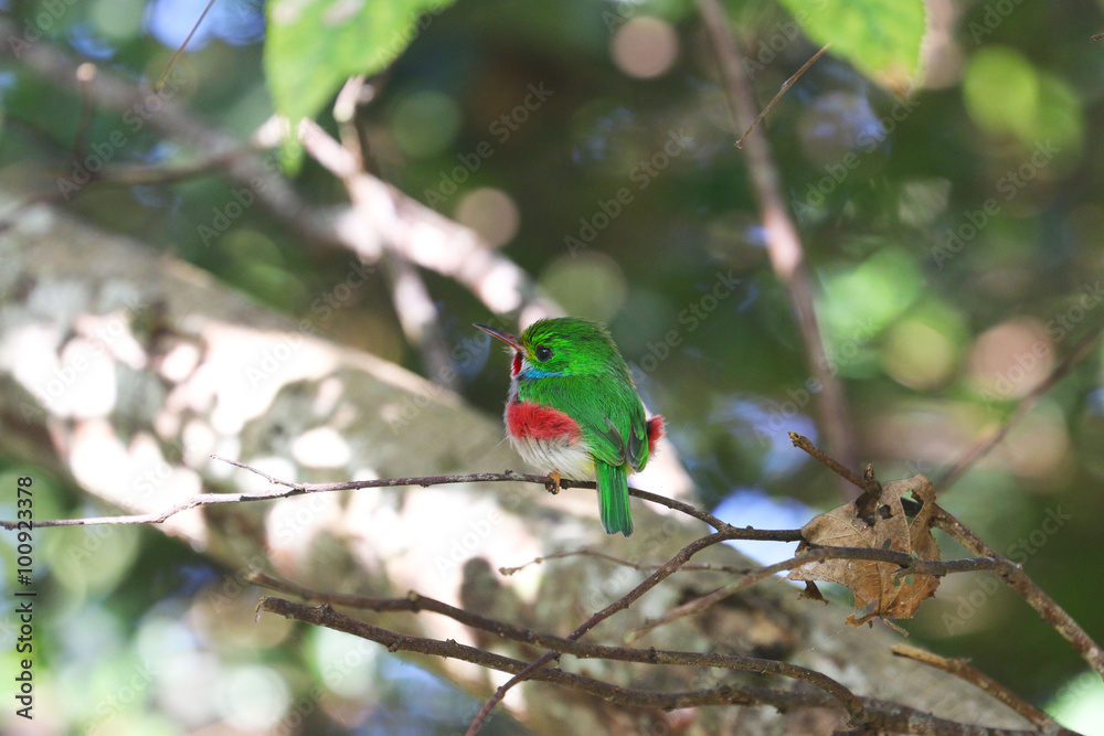 Cuban tody in Cuba Cuban tody in Cuba