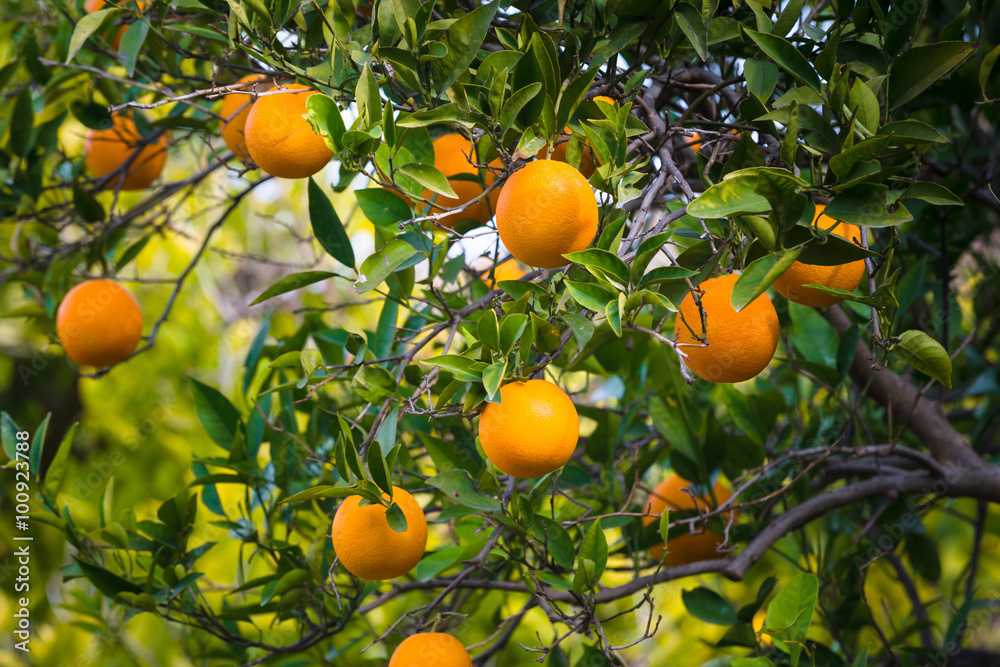 Oranges in the garden. Ricote Valley. Region of Murcia. Spain