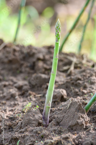 asparagus shoot growing in the garden