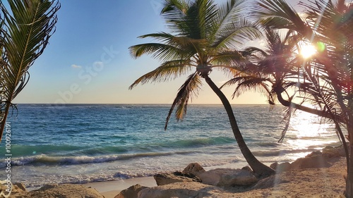 Sea sunrise and palm tree